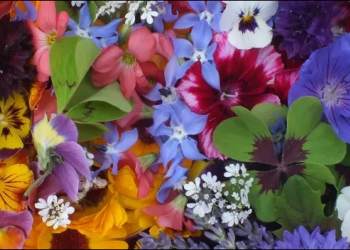 The top 8 EDIBLE FLOWERS for 2021