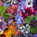 The top 8 EDIBLE FLOWERS for 2021