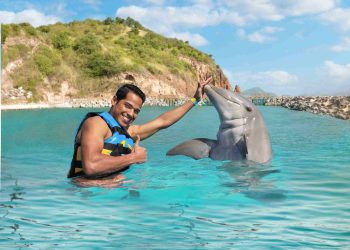 Dive into the Magic of Dolphin Discovery in St. Kitts