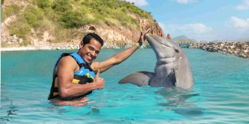 Dive into the Magic of Dolphin Discovery in St. Kitts